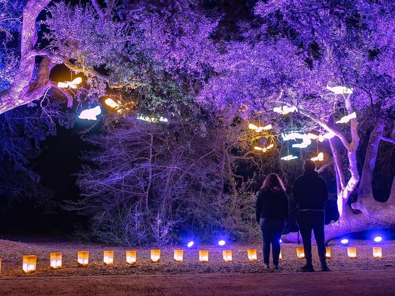 Wildflower Luminations